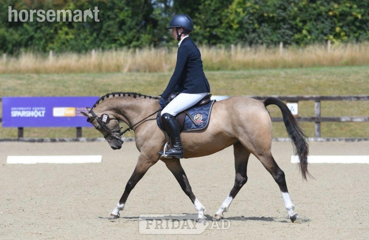 "Star" Buckskin Mare All Rounder - Horses in Southampton