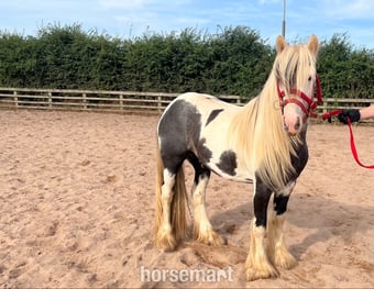 "Atlas" Piebald Gelding Cob/Heavy Horse