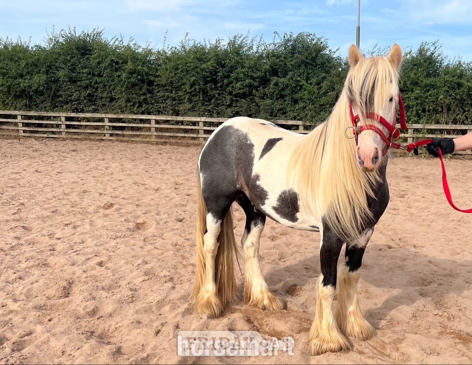 "Atlas" Piebald Gelding Cob/Heavy Horse in Redcar