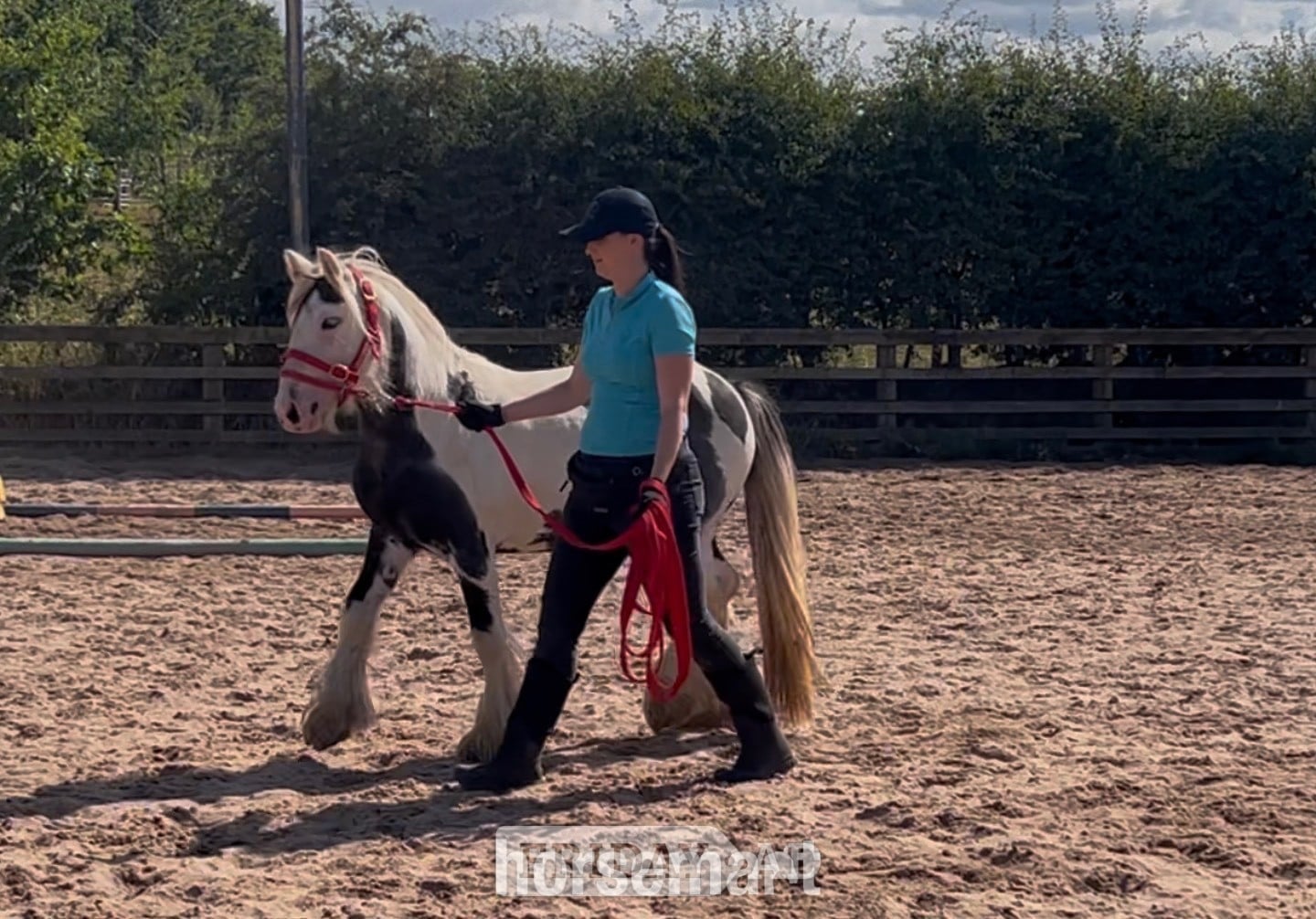 Redcar "Atlas" Piebald Gelding Cob/Heavy Horse