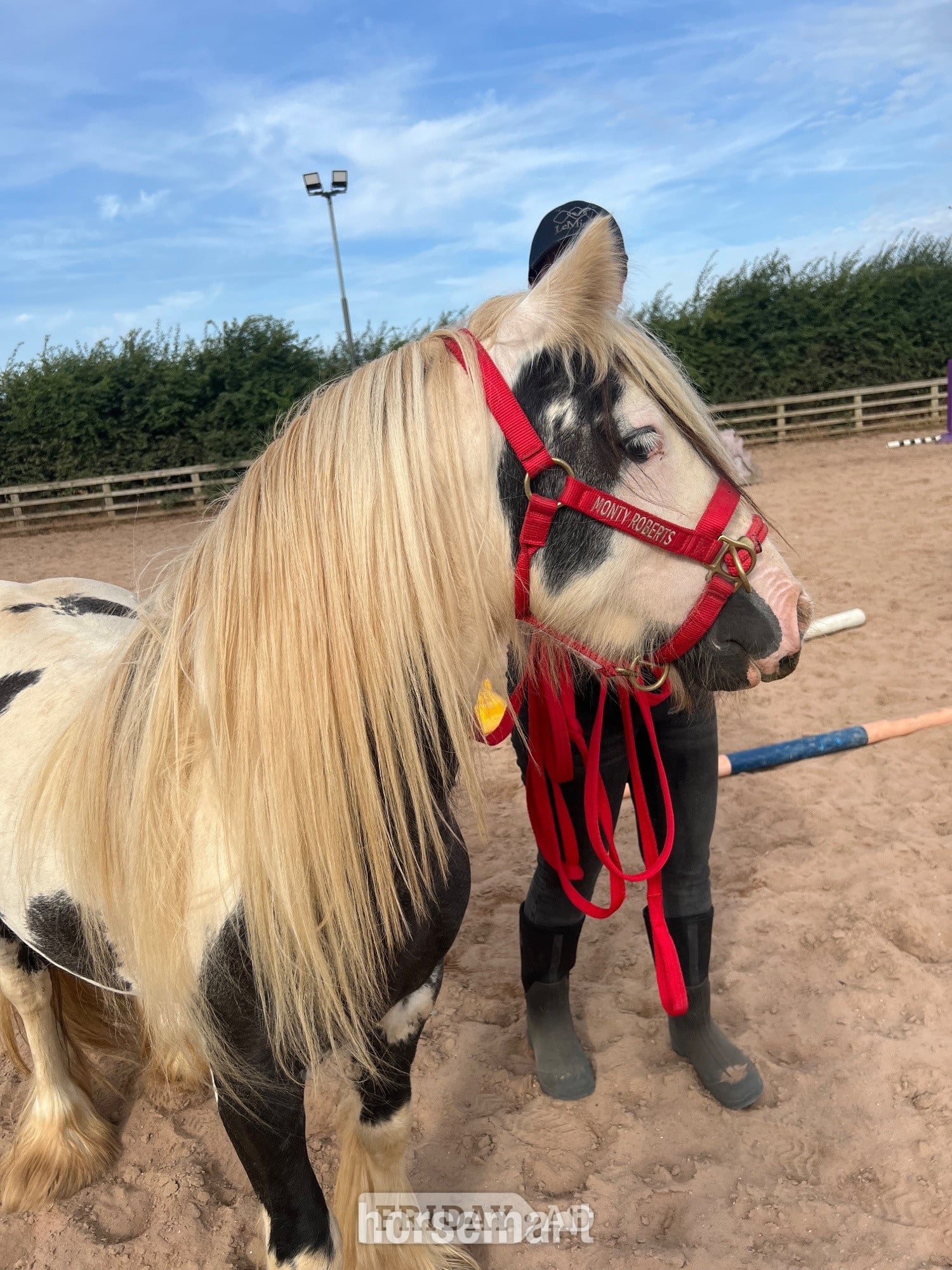 "Atlas" Piebald Gelding Cob/Heavy Horse