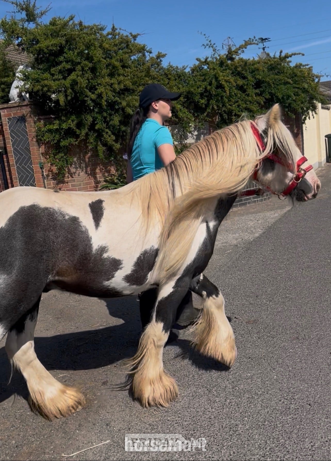 "Atlas" Piebald Gelding Cob/Heavy Horse - Horses