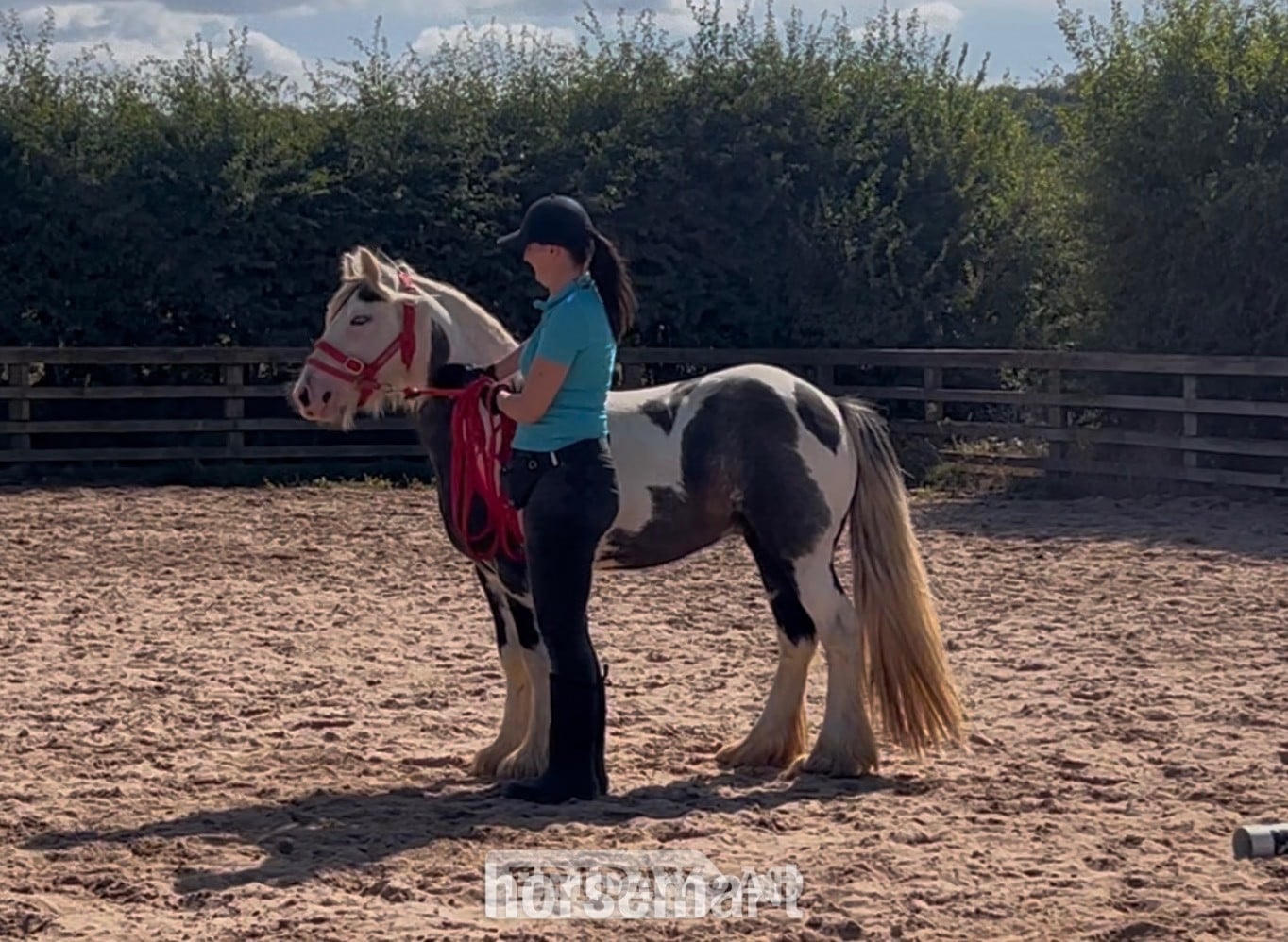 "Atlas" Piebald Gelding Cob/Heavy Horse - Horses in Redcar
