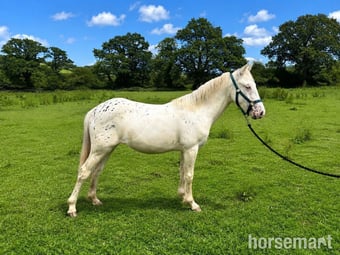 "Misty" Spotted Filly Youngstock / Foal