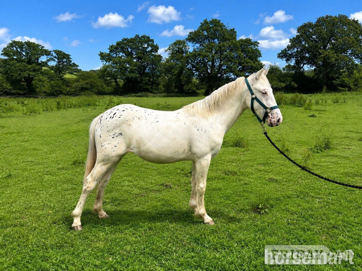 "Misty" Spotted Filly Youngstock / Foal in Okehampton