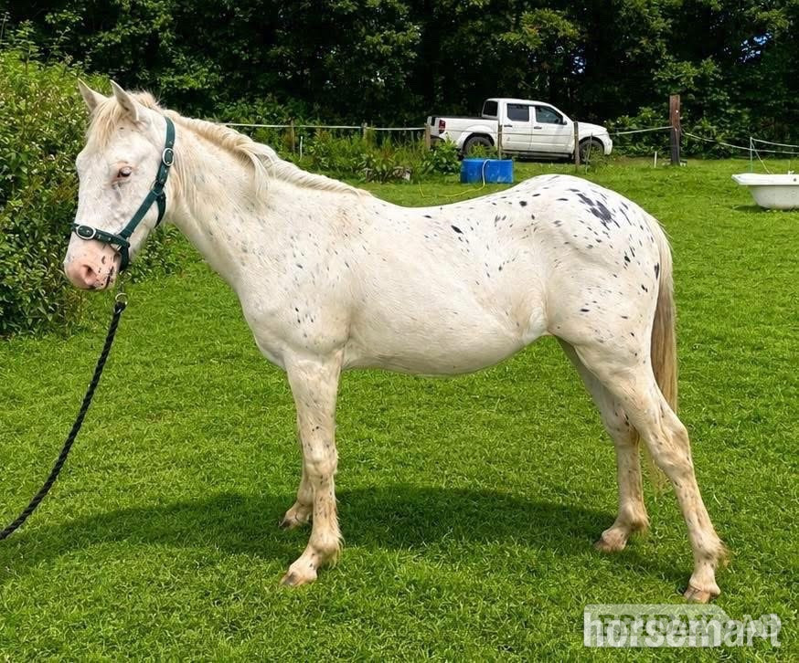 "Misty" Spotted Filly Youngstock / Foal