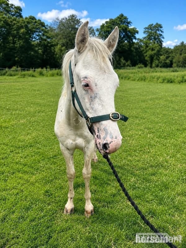 Okehampton "Misty" Spotted Filly Youngstock / Foal