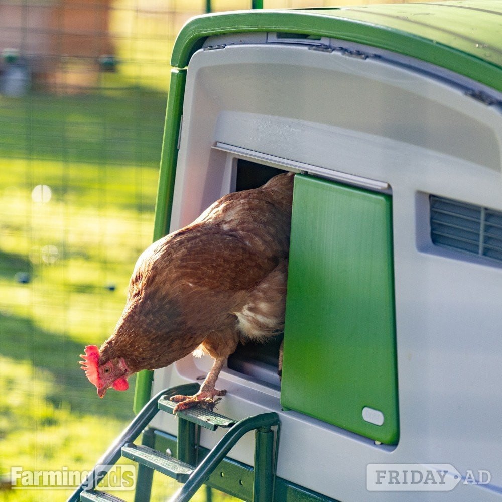Omlet chicken coops in Leatherhead