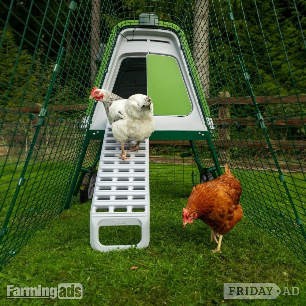 Omlet chicken coops -  in Leatherhead