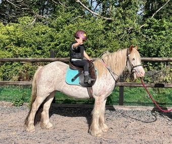 "Pinkie" Strawberry Roan Mare Lead Rein/First Ridden Pony
