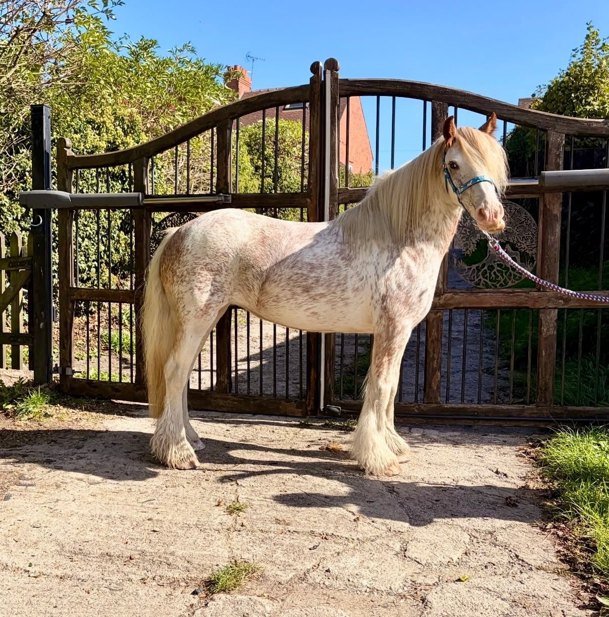 "Pinkie" Strawberry Roan Mare Lead Rein/First Ridden Pony