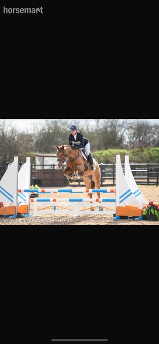 "Annie Be Sure " Chestnut Mare Eventer