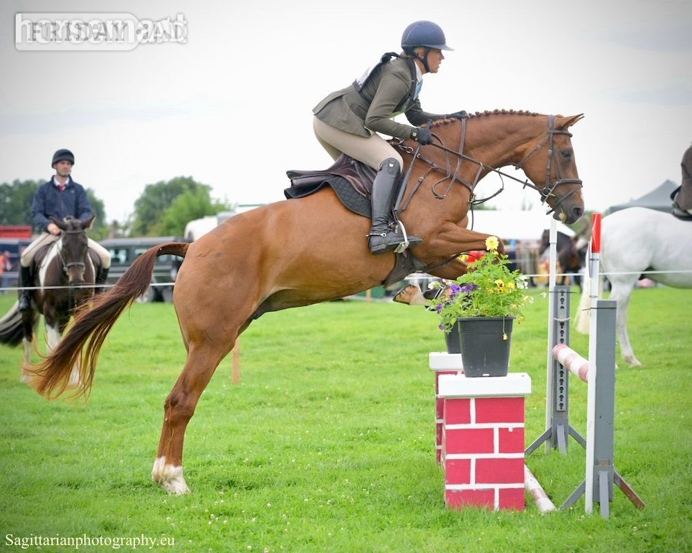 Dublin "Annie Be Sure " Chestnut Mare Eventer