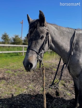 "Poppy " Grey Mare Youngstock / Foal