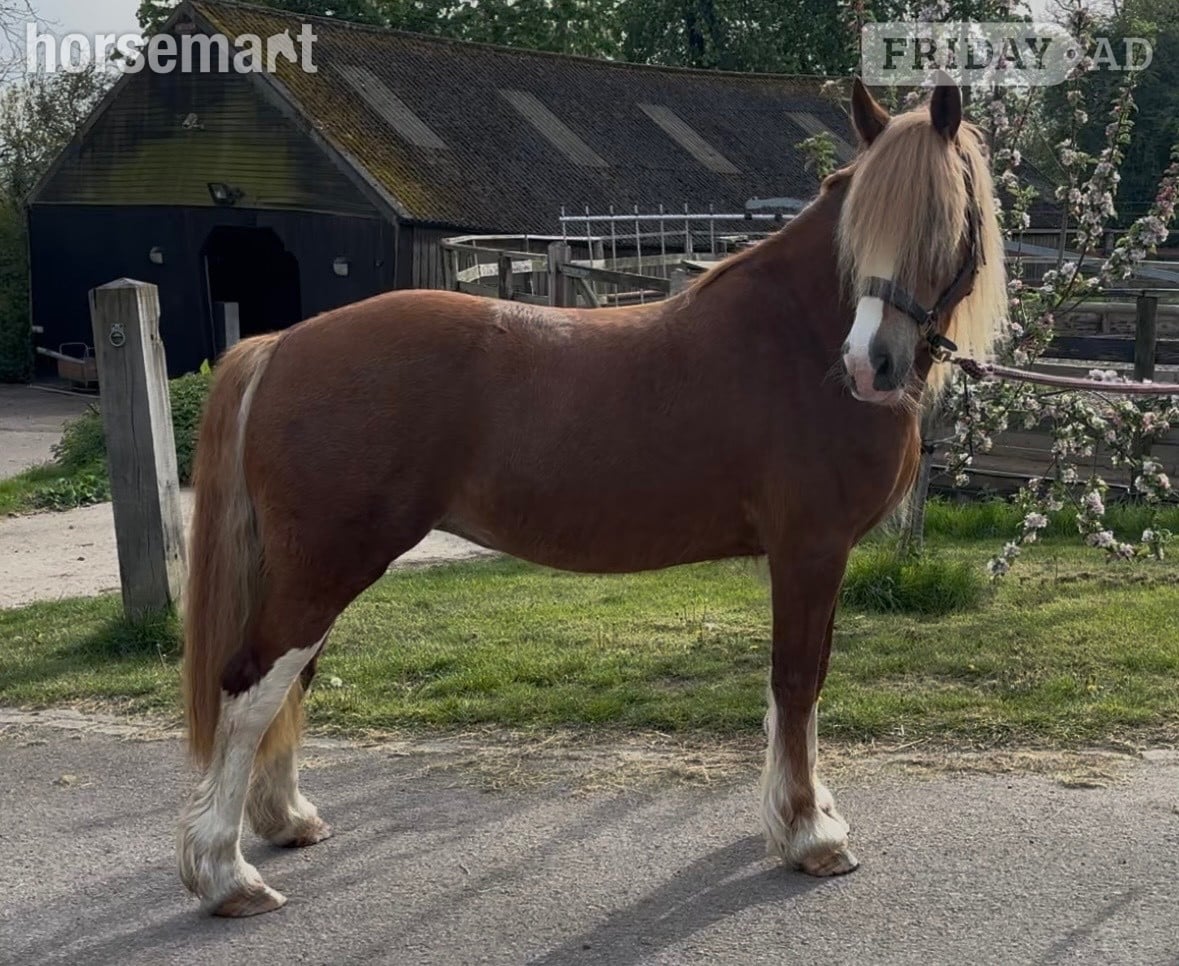 "Fleur " Chestnut Mare Cob/Heavy Horse in Market Harborough