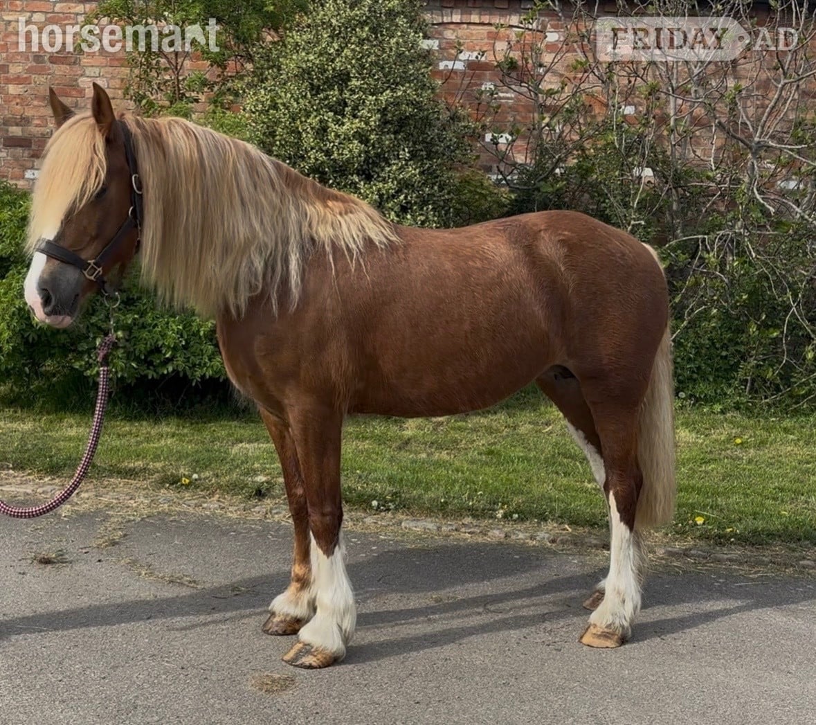 "Fleur " Chestnut Mare Cob/Heavy Horse