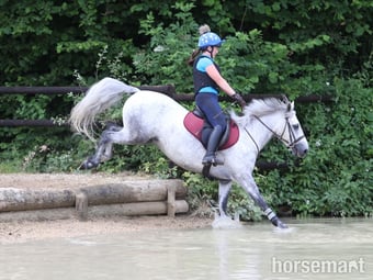 "Gneevebrack Sparrow" Grey Gelding Mountain & Moorland Pony