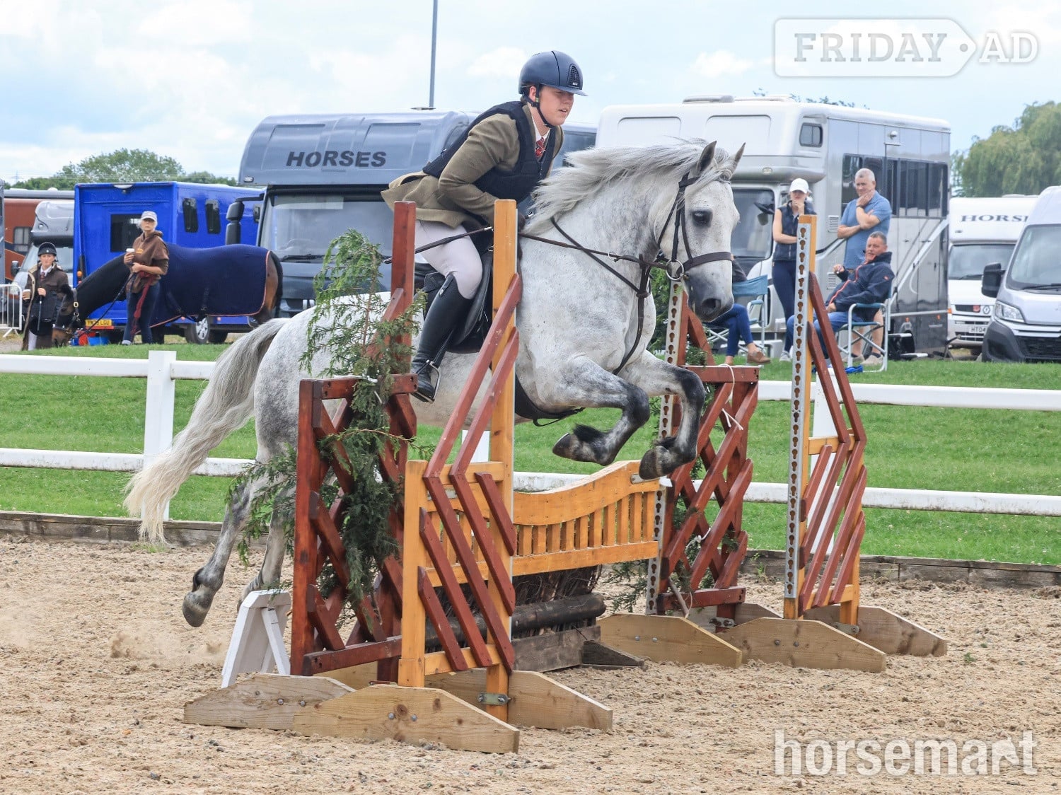 "Gneevebrack Sparrow" Grey Gelding Mountain & Moorland Pony