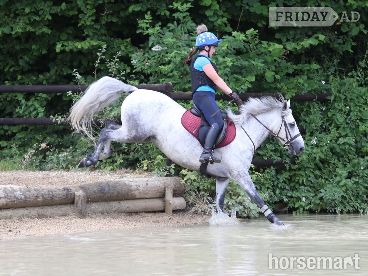 "Gneevebrack Sparrow" Grey Gelding Mountain & Moorland Pony in Spalding