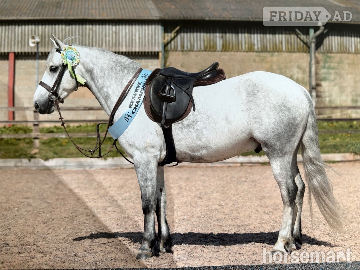 "Gneevebrack Sparrow" Grey Gelding Mountain & Moorland Pony - Horses in Spalding