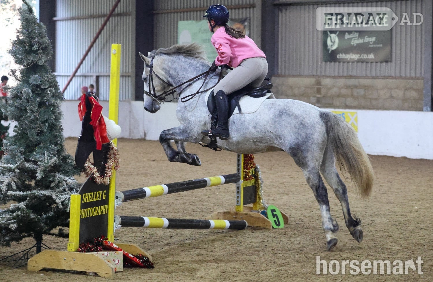 Spalding "Gneevebrack Sparrow" Grey Gelding Mountain & Moorland Pony