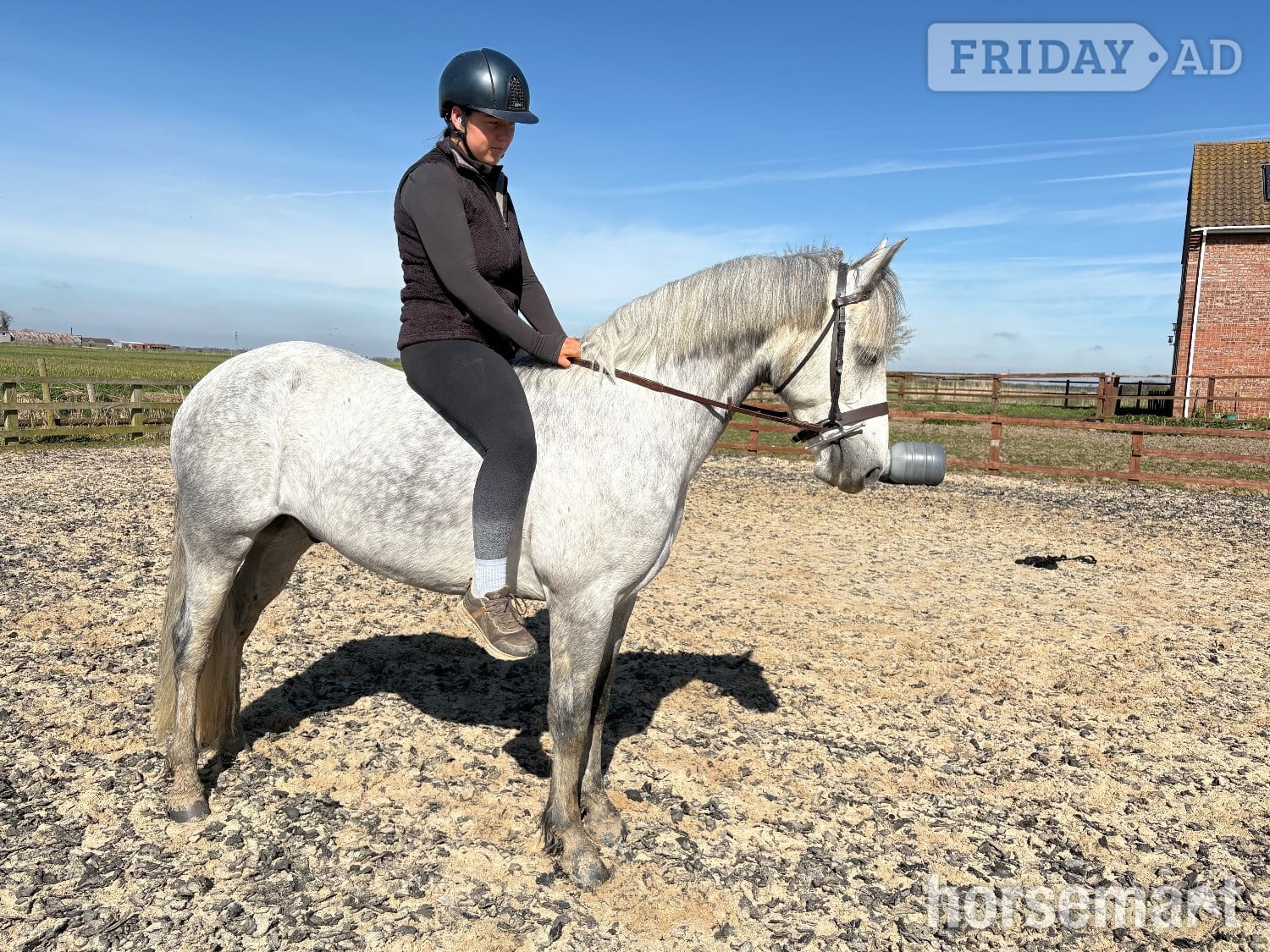"Gneevebrack Sparrow" Grey Gelding Mountain & Moorland Pony - Horses