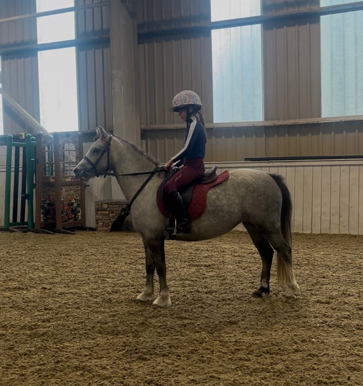 Stoke "Autum" Grey Filly All Rounder