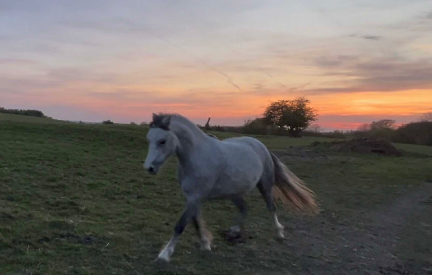 "Autum" Grey Filly All Rounder - Horses in Stoke