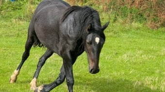 "Leah" Dark Bay Filly Youngstock / Foal