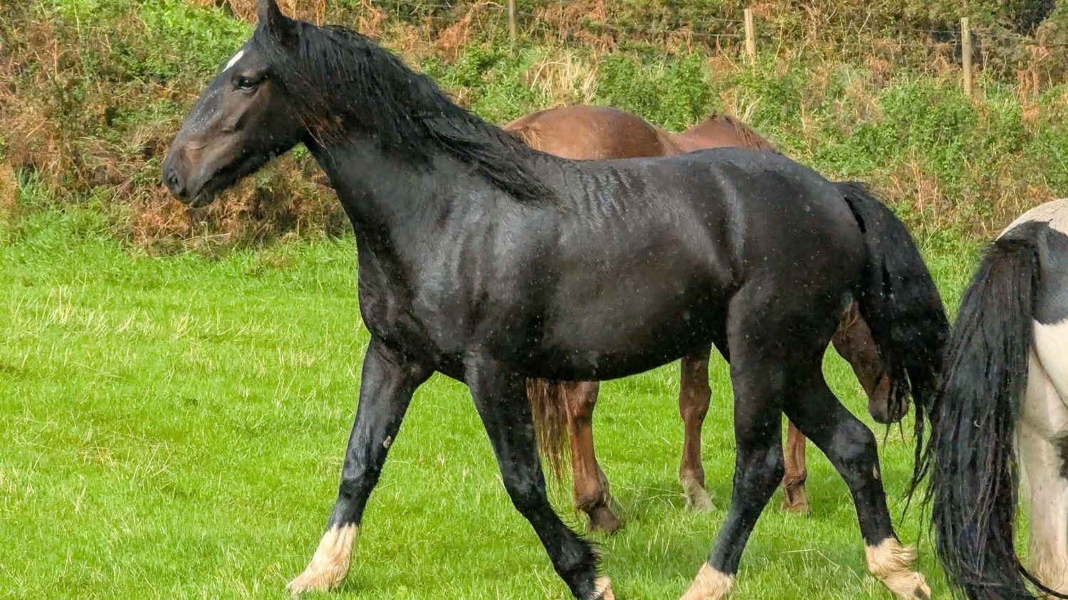 "Leah" Dark Bay Filly Youngstock / Foal