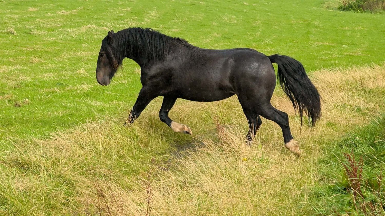 Kilchoan "Leah" Dark Bay Filly Youngstock / Foal