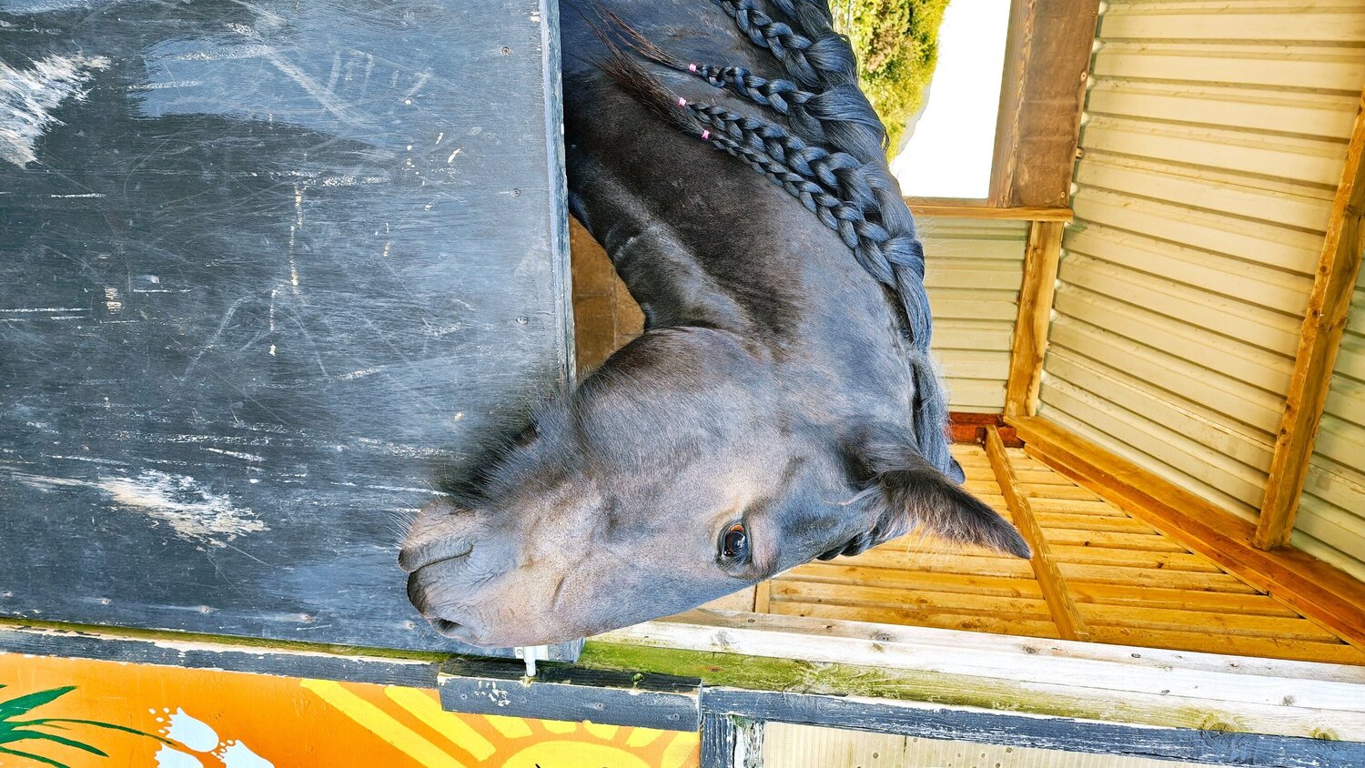 "Leah" Dark Bay Filly Youngstock / Foal - Horses in Kilchoan