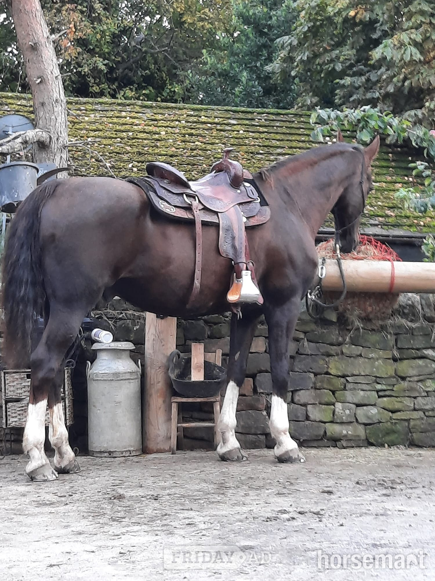 Dronfield Woodhouse "Zilva" Dark Bay Gelding Happy Hacker