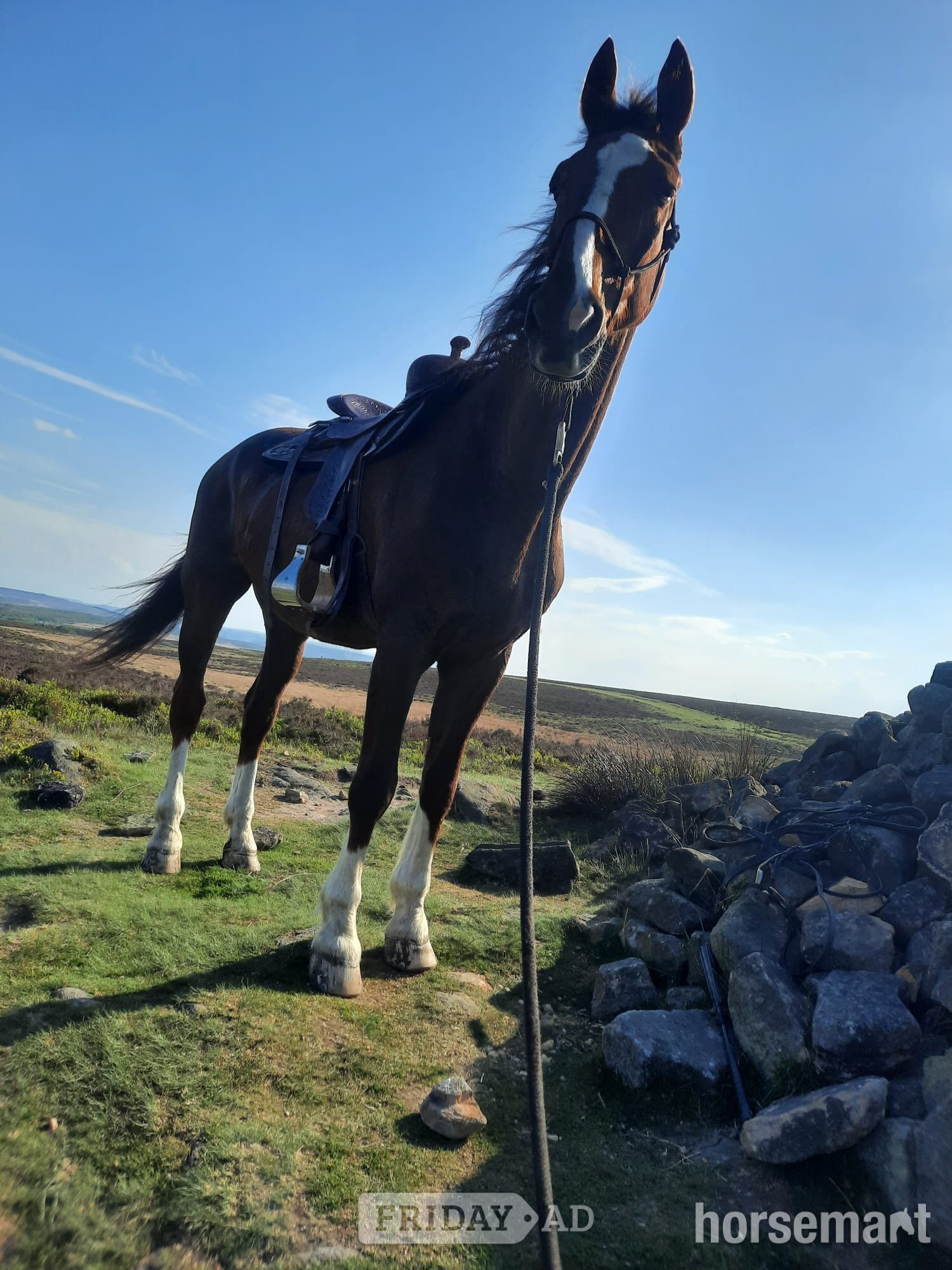 "Zilva" Dark Bay Gelding Happy Hacker