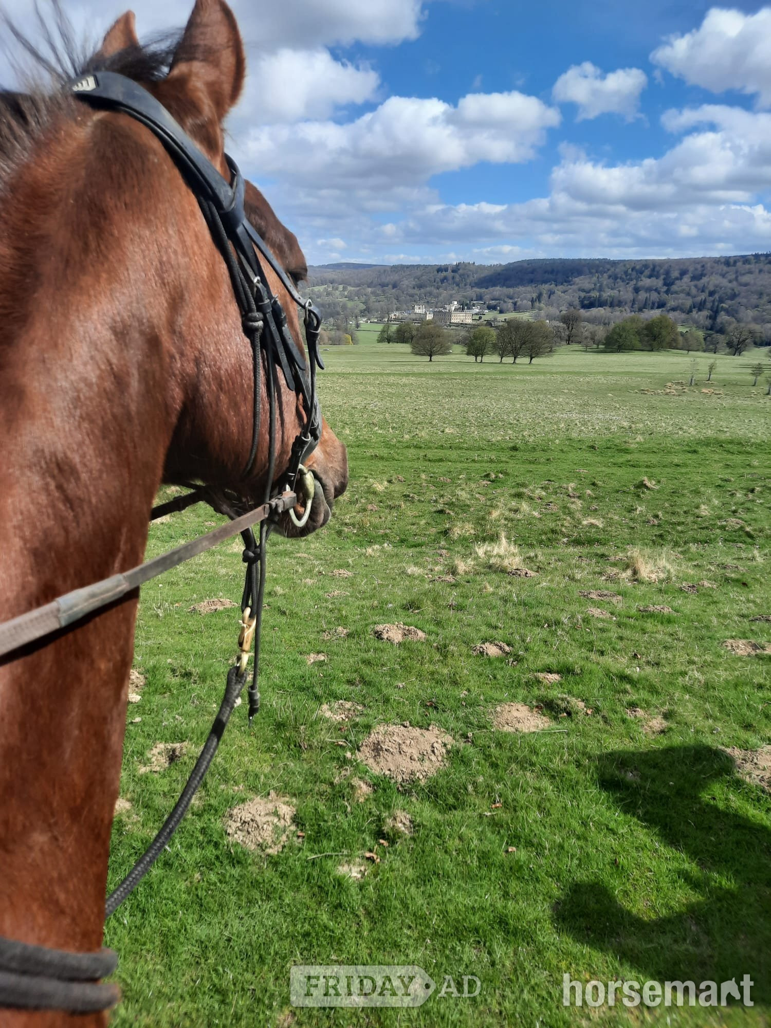 "Zilva" Dark Bay Gelding Happy Hacker - Horses in Dronfield Woodhouse