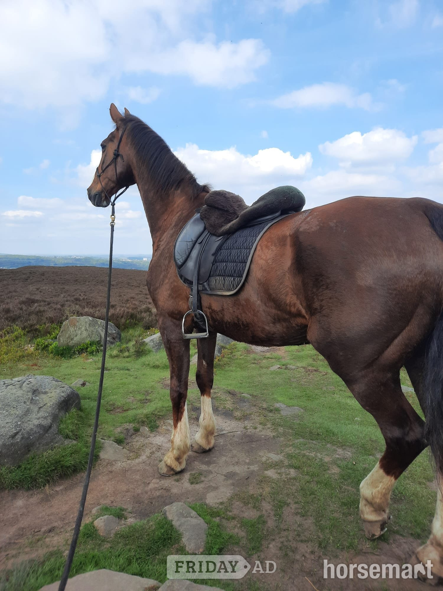 "Zilva" Dark Bay Gelding Happy Hacker in Dronfield Woodhouse