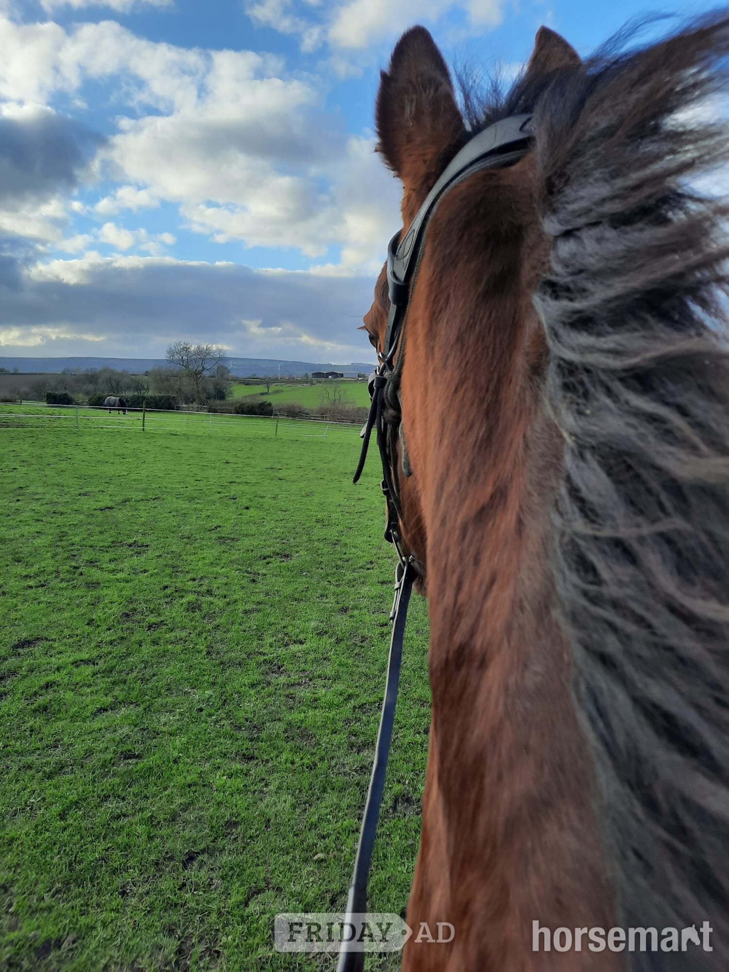 "Zilva" Dark Bay Gelding Happy Hacker - Horses