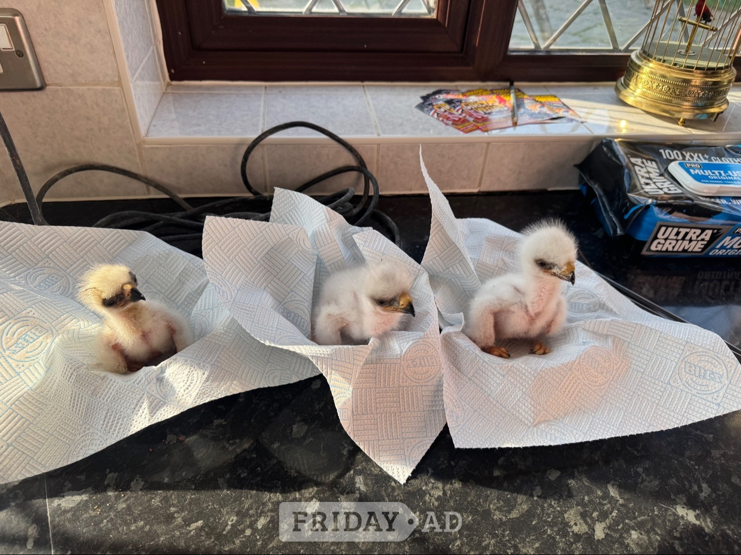 Bristol Steppes eagle 10 weeks old 