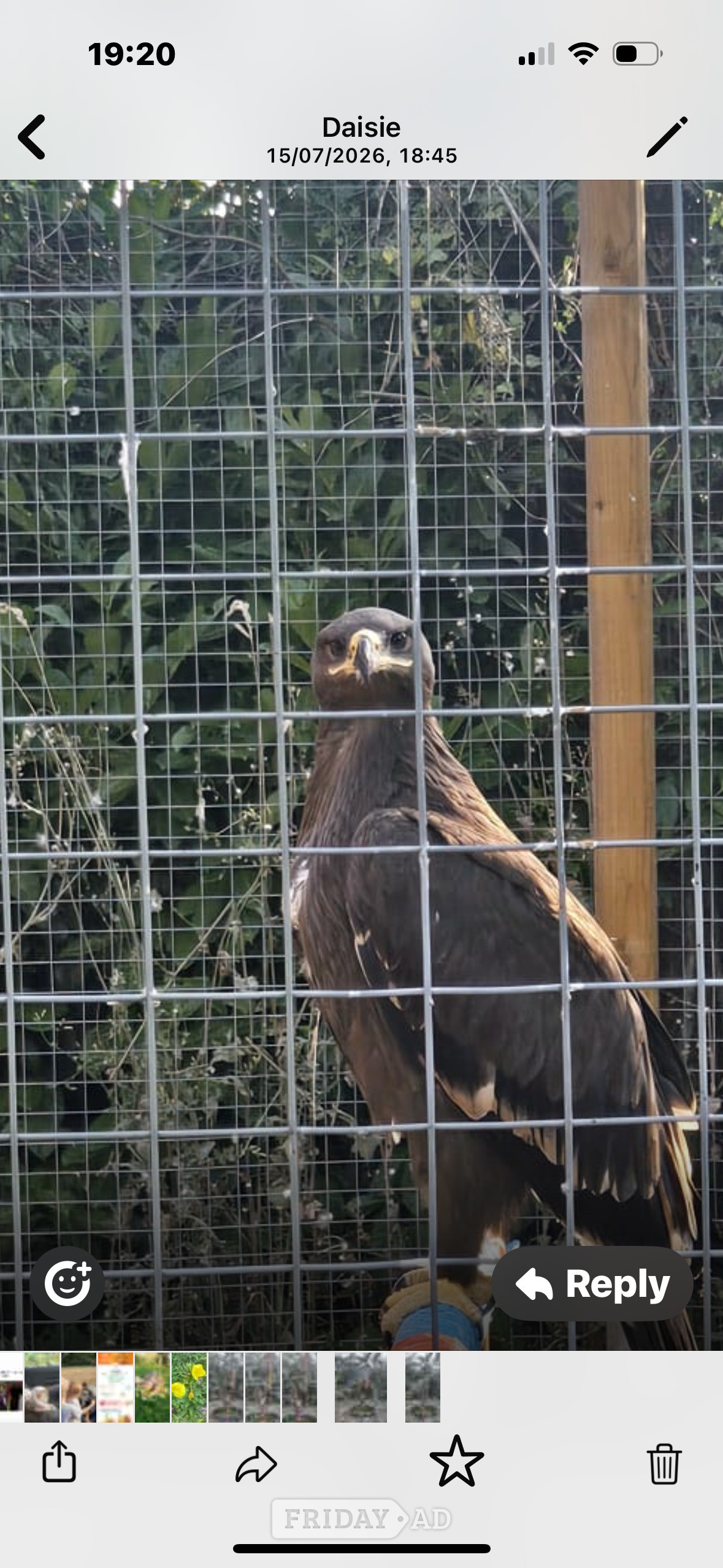 Steppes eagle 10 weeks old  - Birds in Bristol