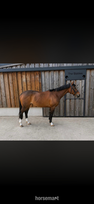 "Callie " Bright Bay Mare Ex Racehorse