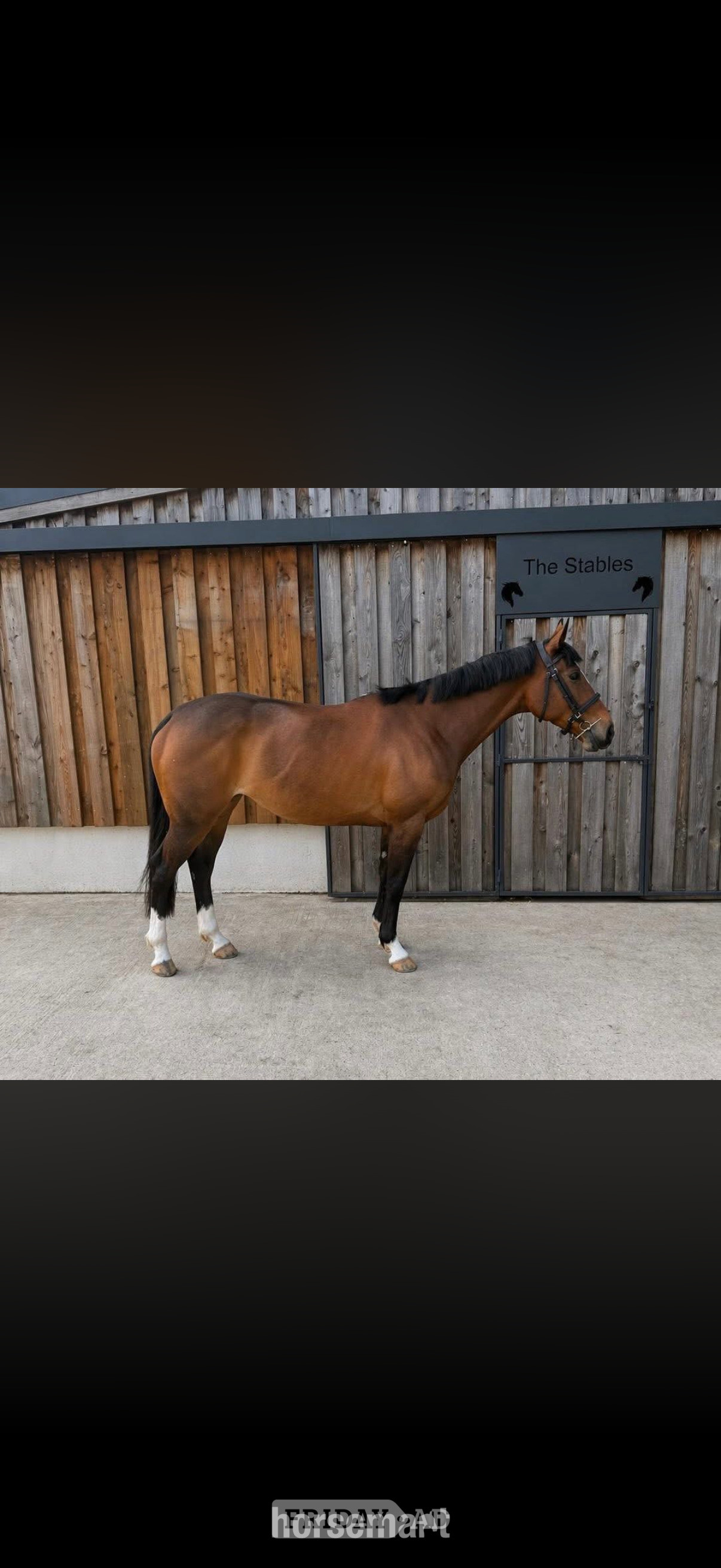 "Callie " Bright Bay Mare Ex Racehorse in Pembridge