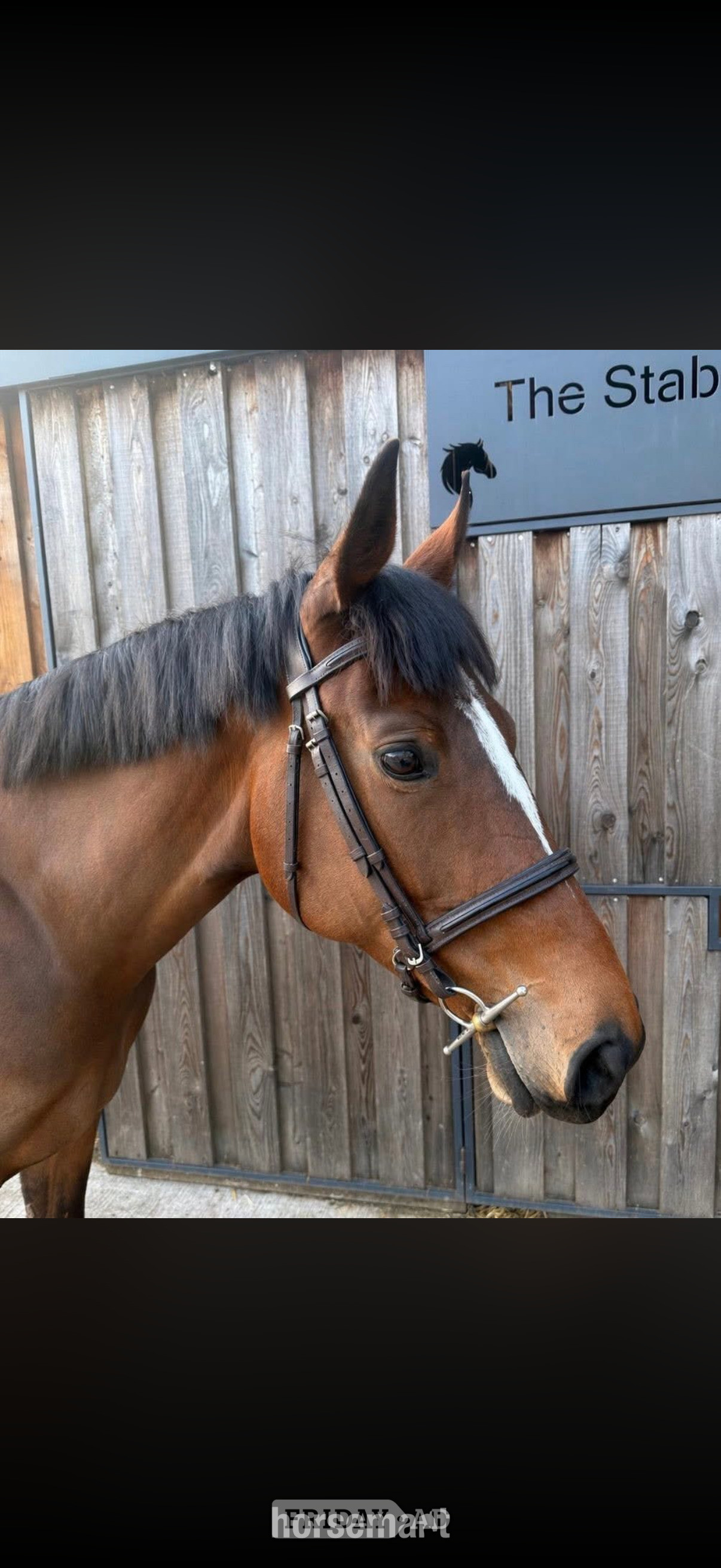 "Callie " Bright Bay Mare Ex Racehorse