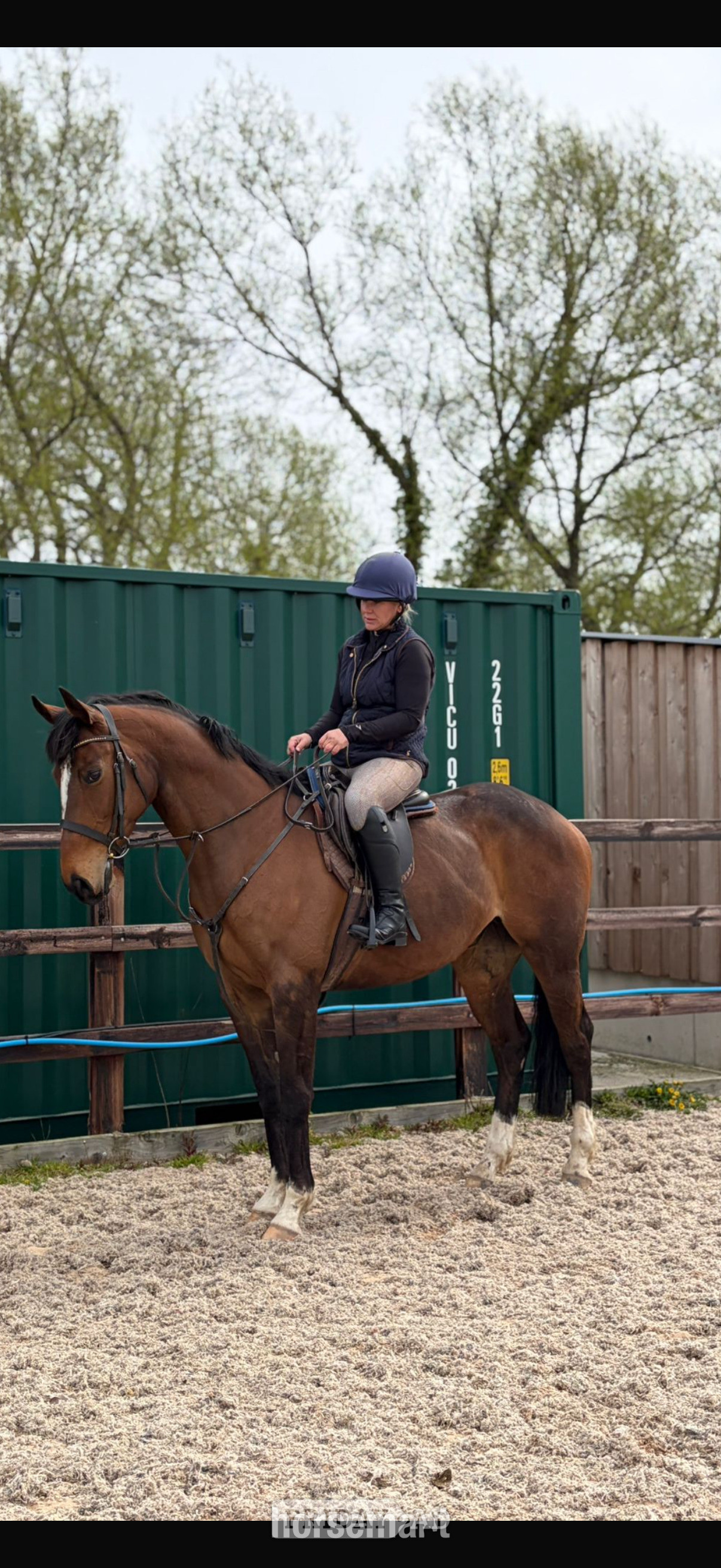 Pembridge "Callie " Bright Bay Mare Ex Racehorse