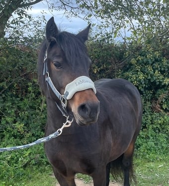 "Blackberry's Smudge" Dark Bay Mare Project Horse