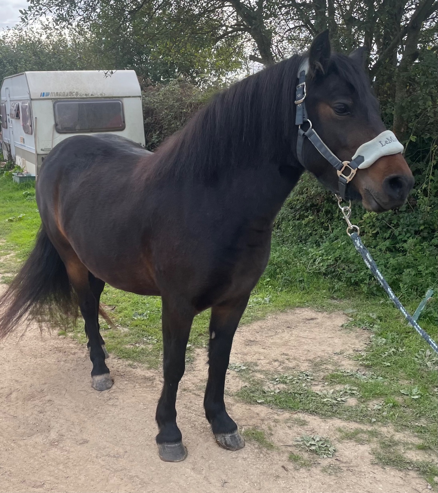 "Blackberry's Smudge" Dark Bay Mare Project Horse