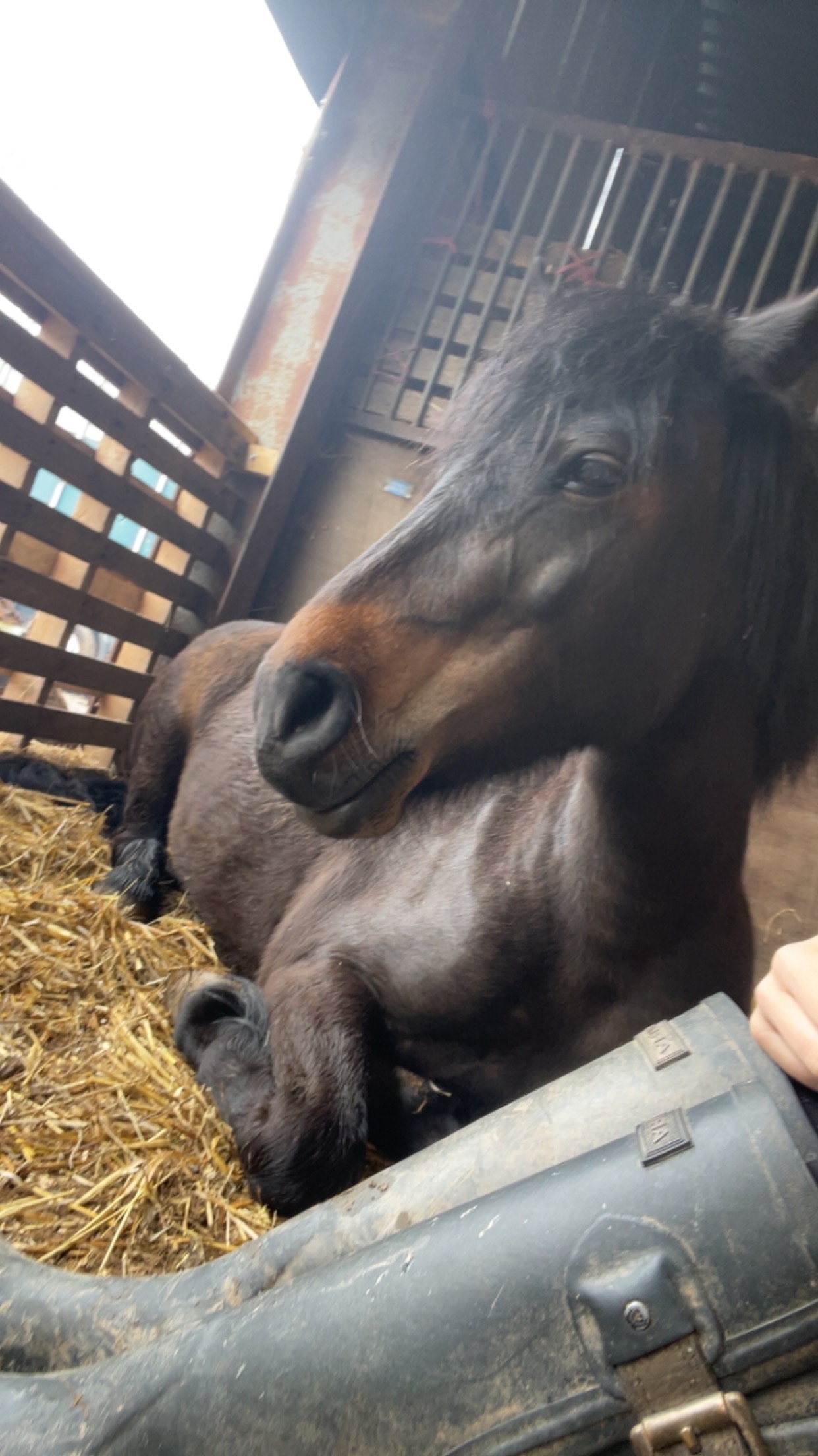 Tywardreath "Blackberry's Smudge" Dark Bay Mare Project Horse
