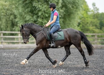 "Marl Mostyn (Merlin)" Black Gelding Dressage Horse