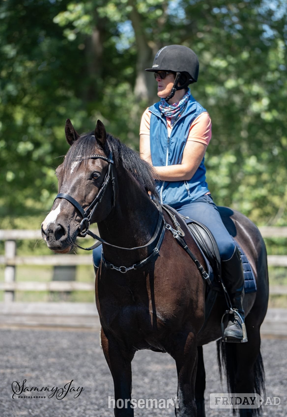 Lymington "Marl Mostyn (Merlin)" Black Gelding Dressage Horse