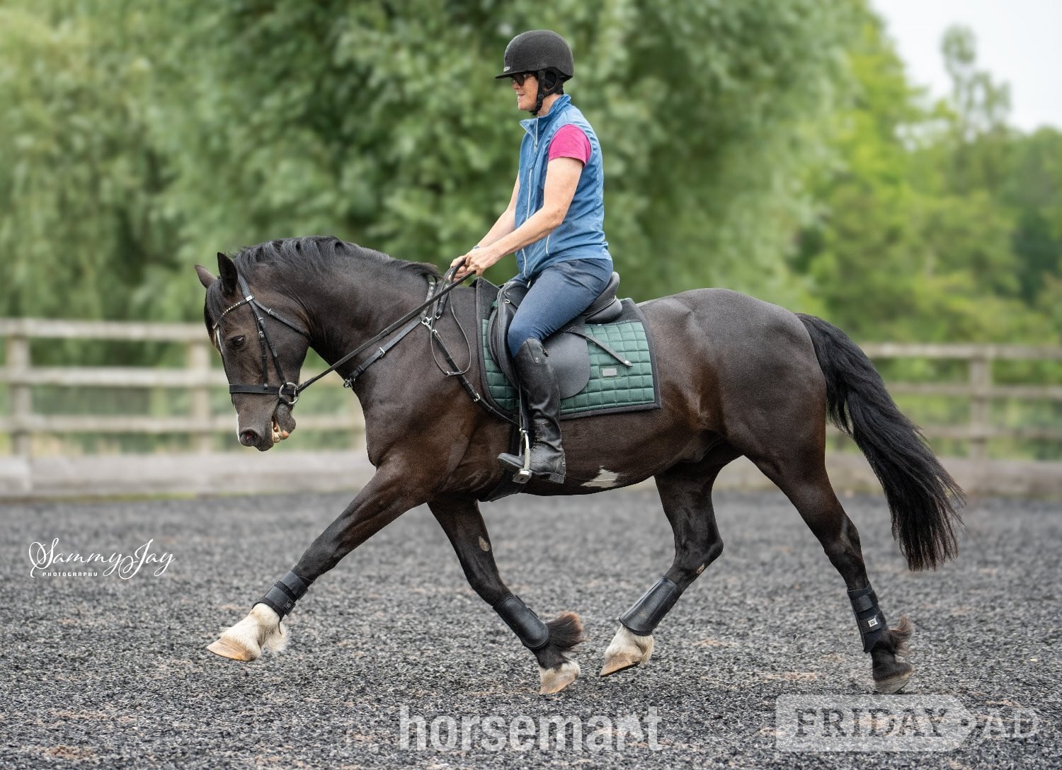 "Marl Mostyn (Merlin)" Black Gelding Dressage Horse in Lymington