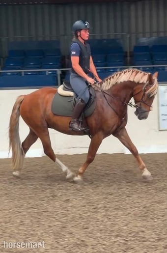 "Simba " Chestnut Gelding All Rounder